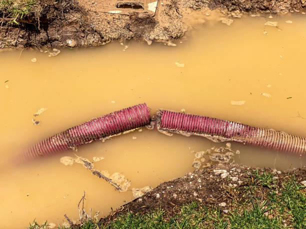 Best Professional water damage repair  in George, IA